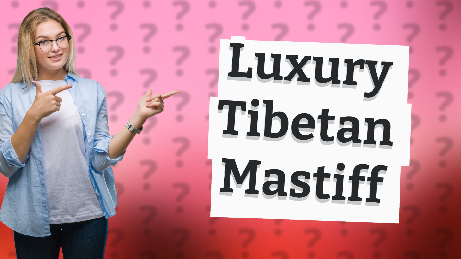 Luxury Tibetan Mastiff