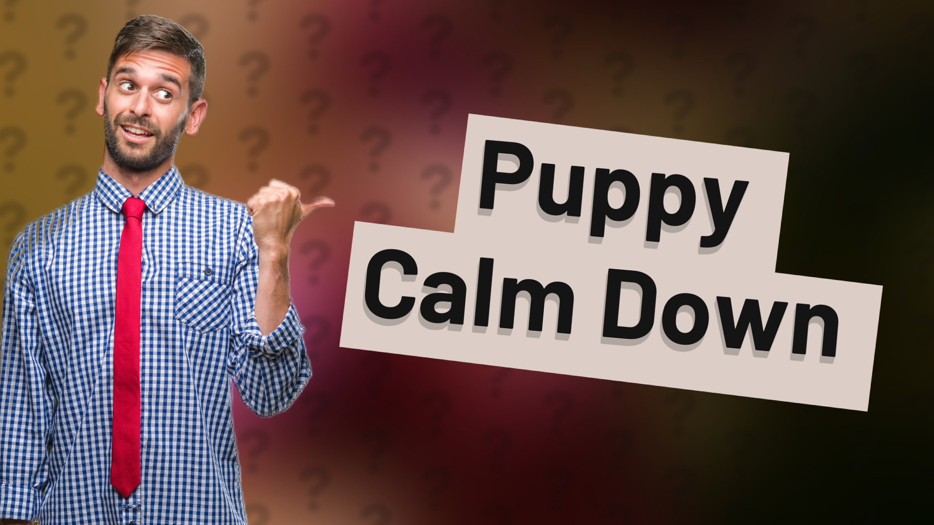 Puppy Calm Down