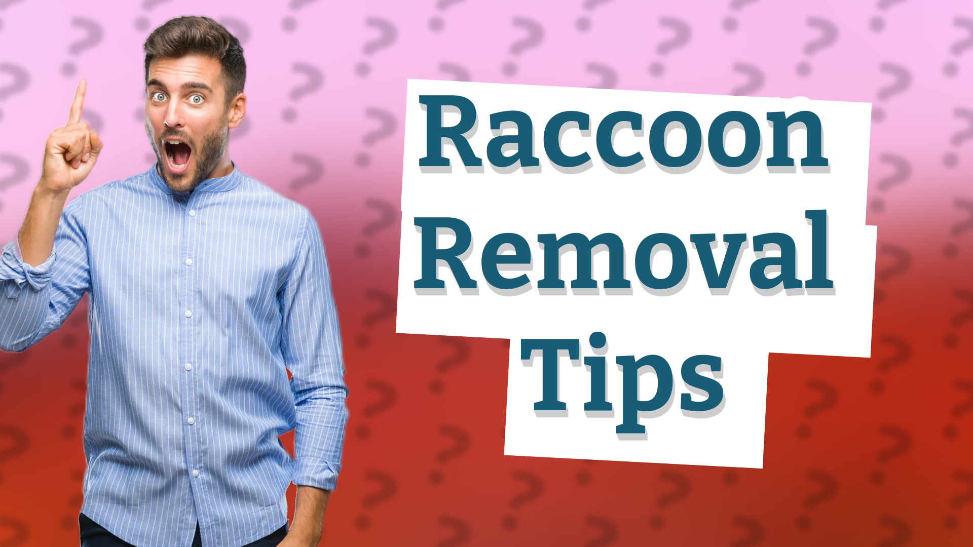 Raccoon Removal Tips