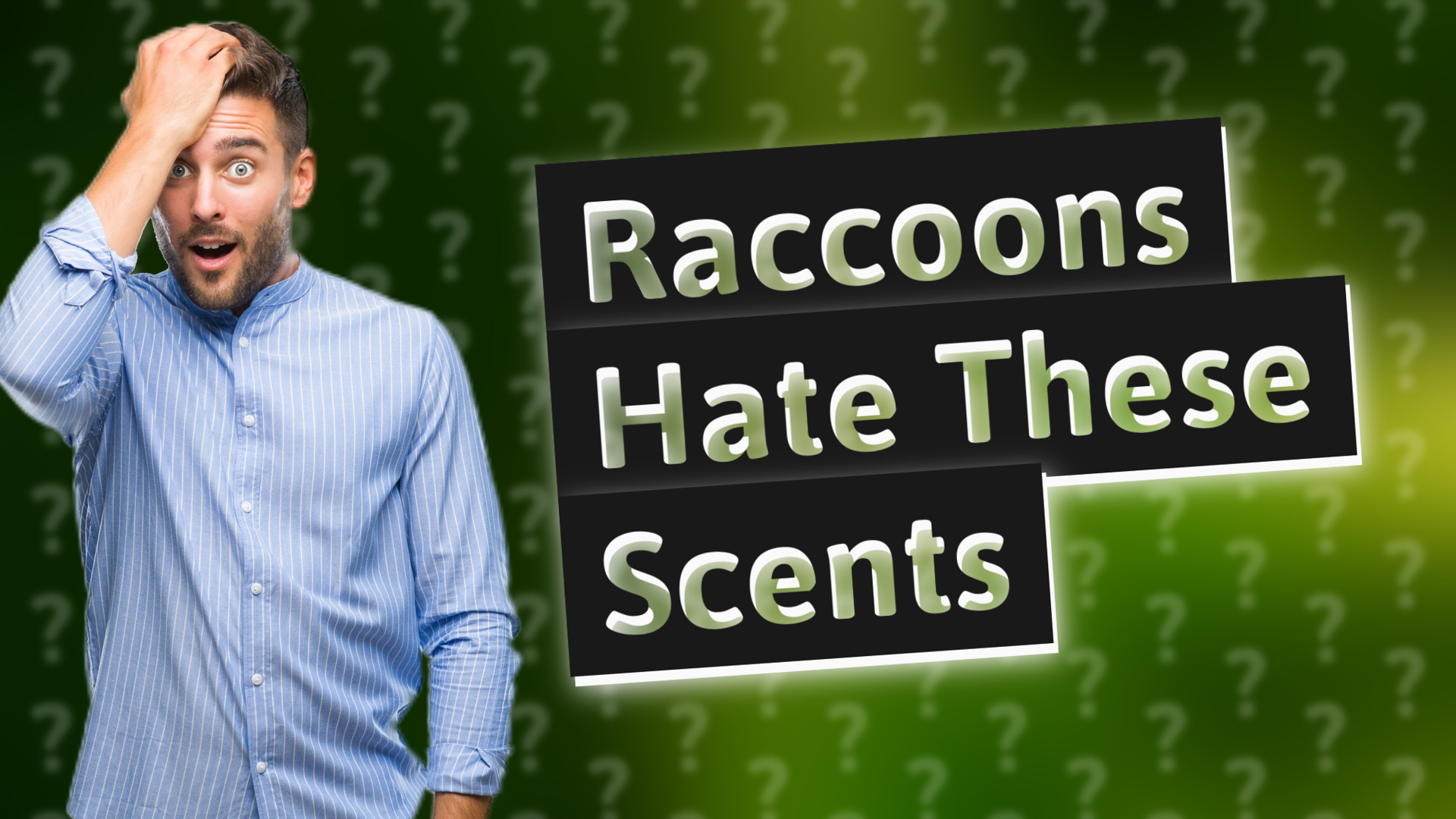 Raccoons Hate These Scents