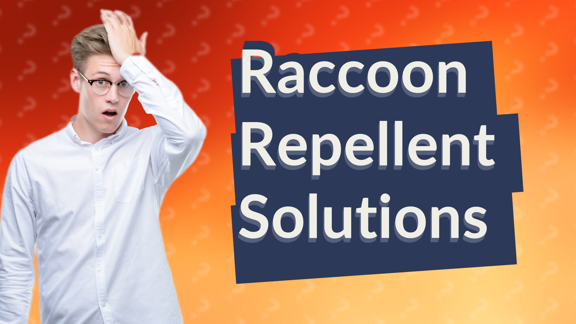 Raccoon Repellent Solutions