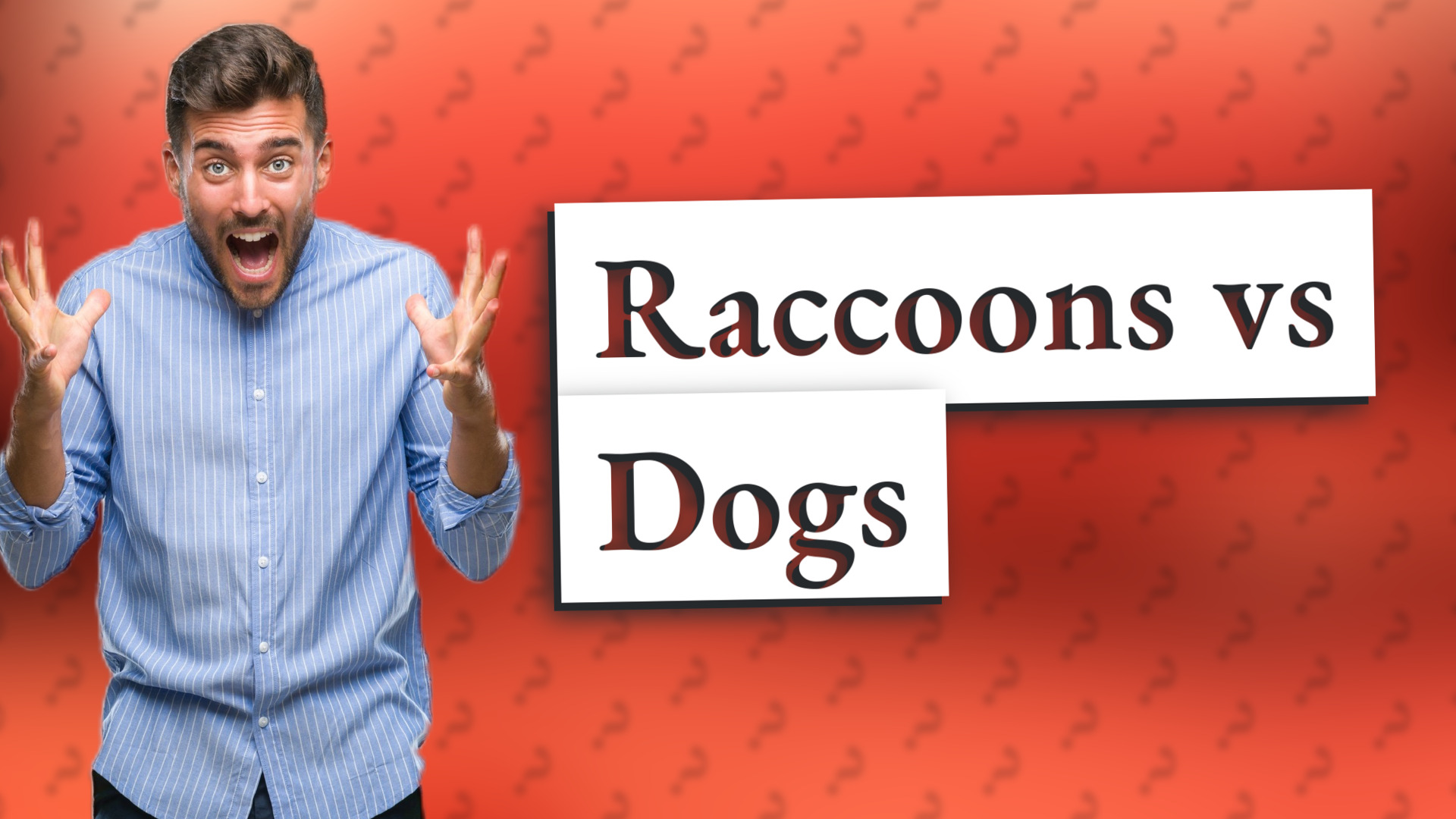 Raccoons vs Dogs