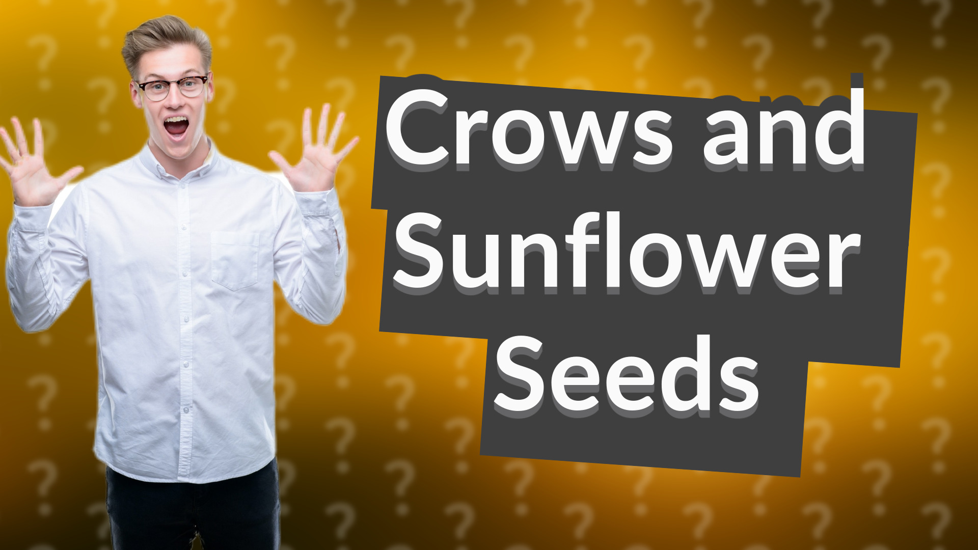 Crows and Sunflower Seeds