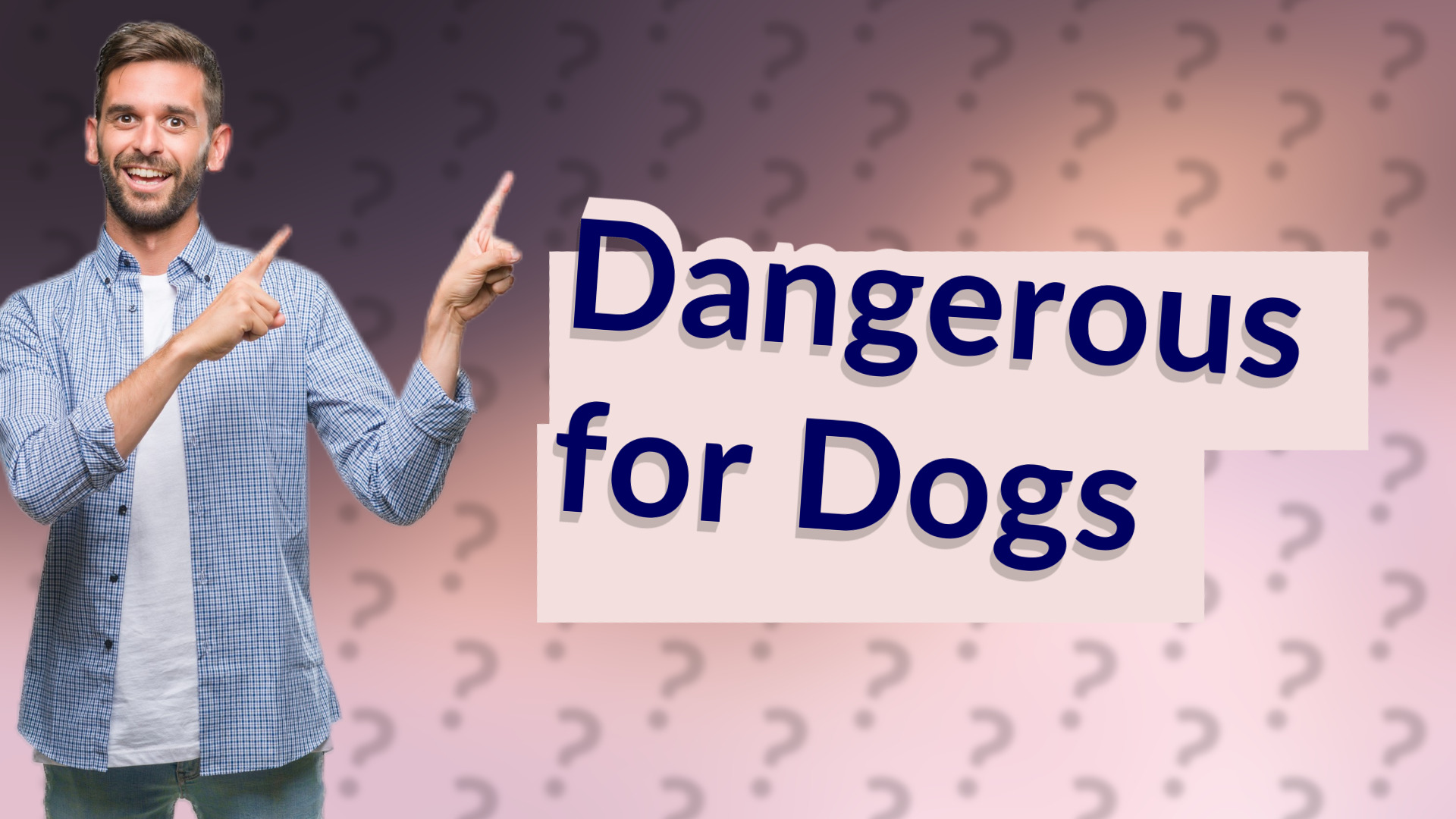 Dangerous for Dogs