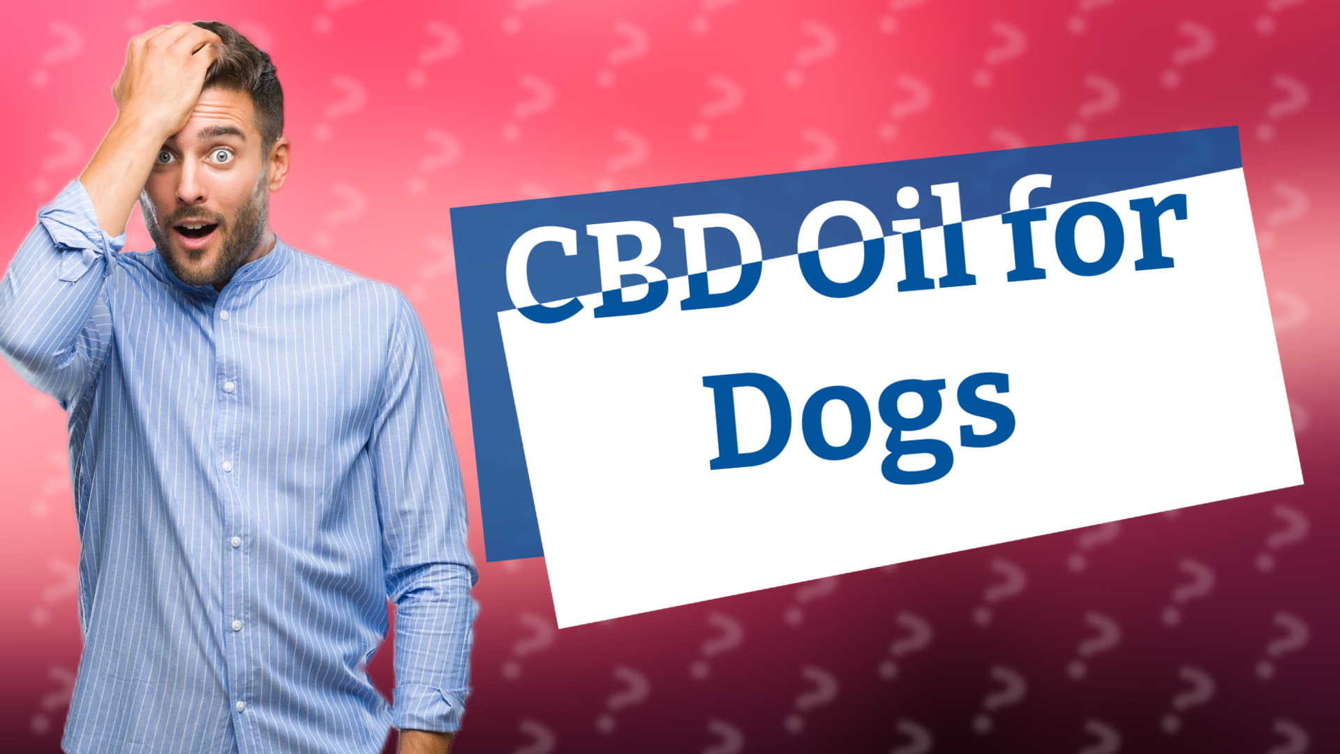 CBD Oil for Dogs