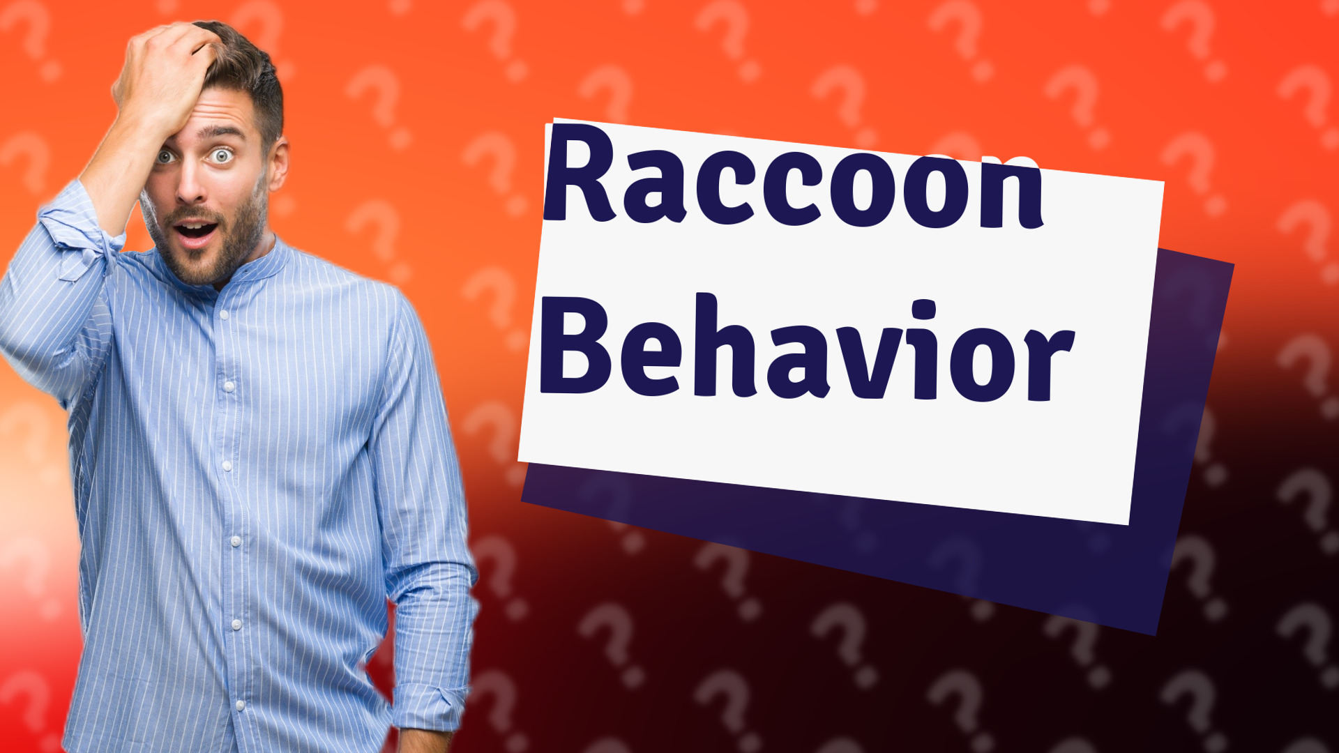 Raccoon Behavior