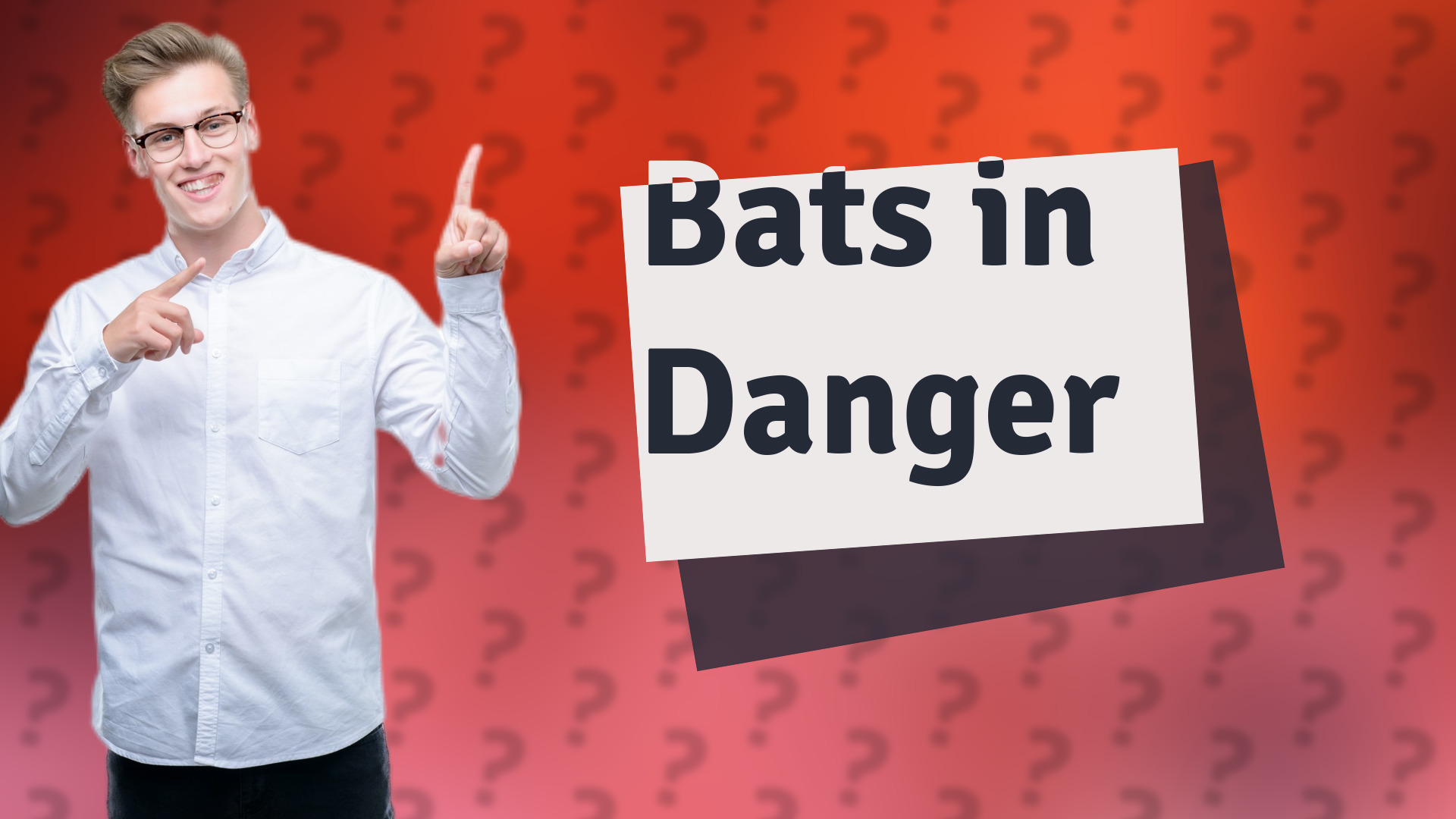 Bats in Danger
