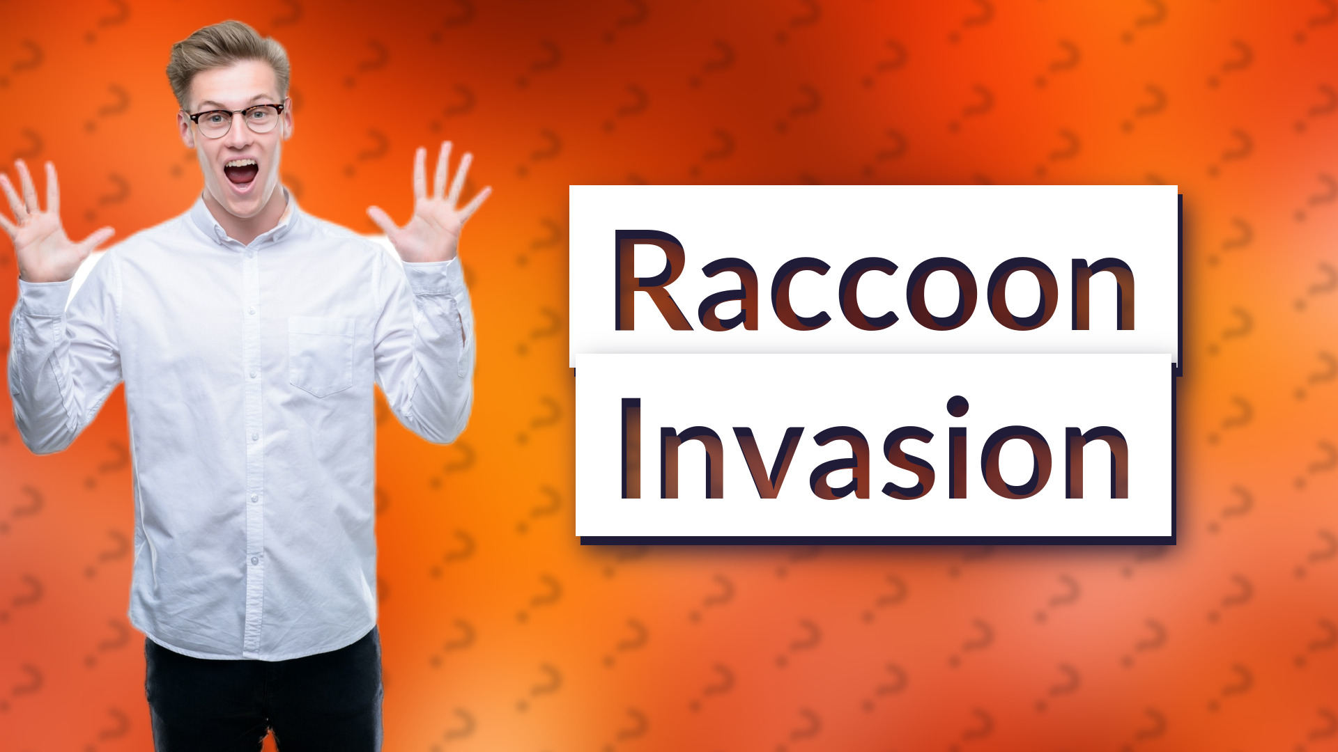 Raccoon Invasion