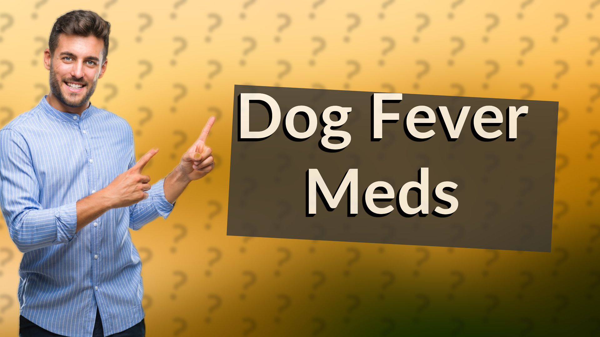 Dog Fever Meds