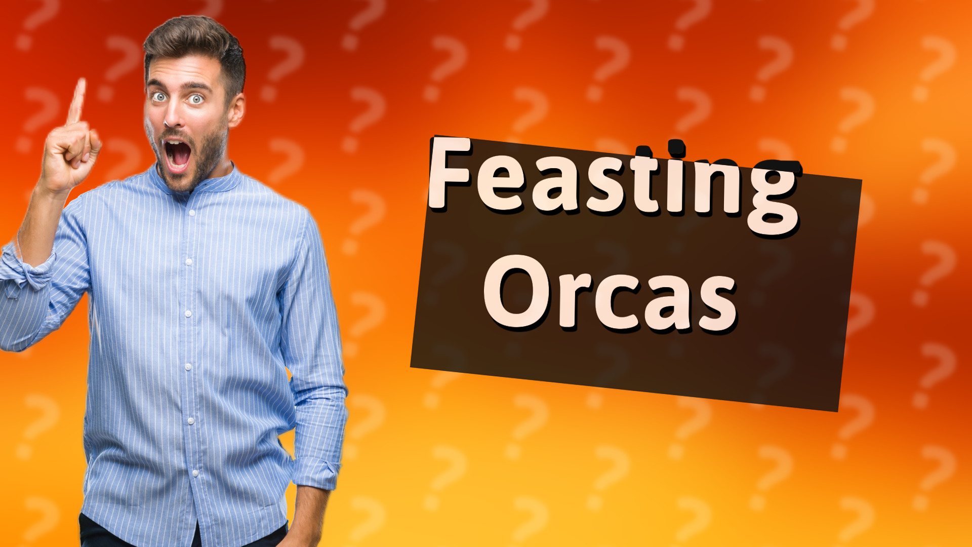 Feasting Orcas