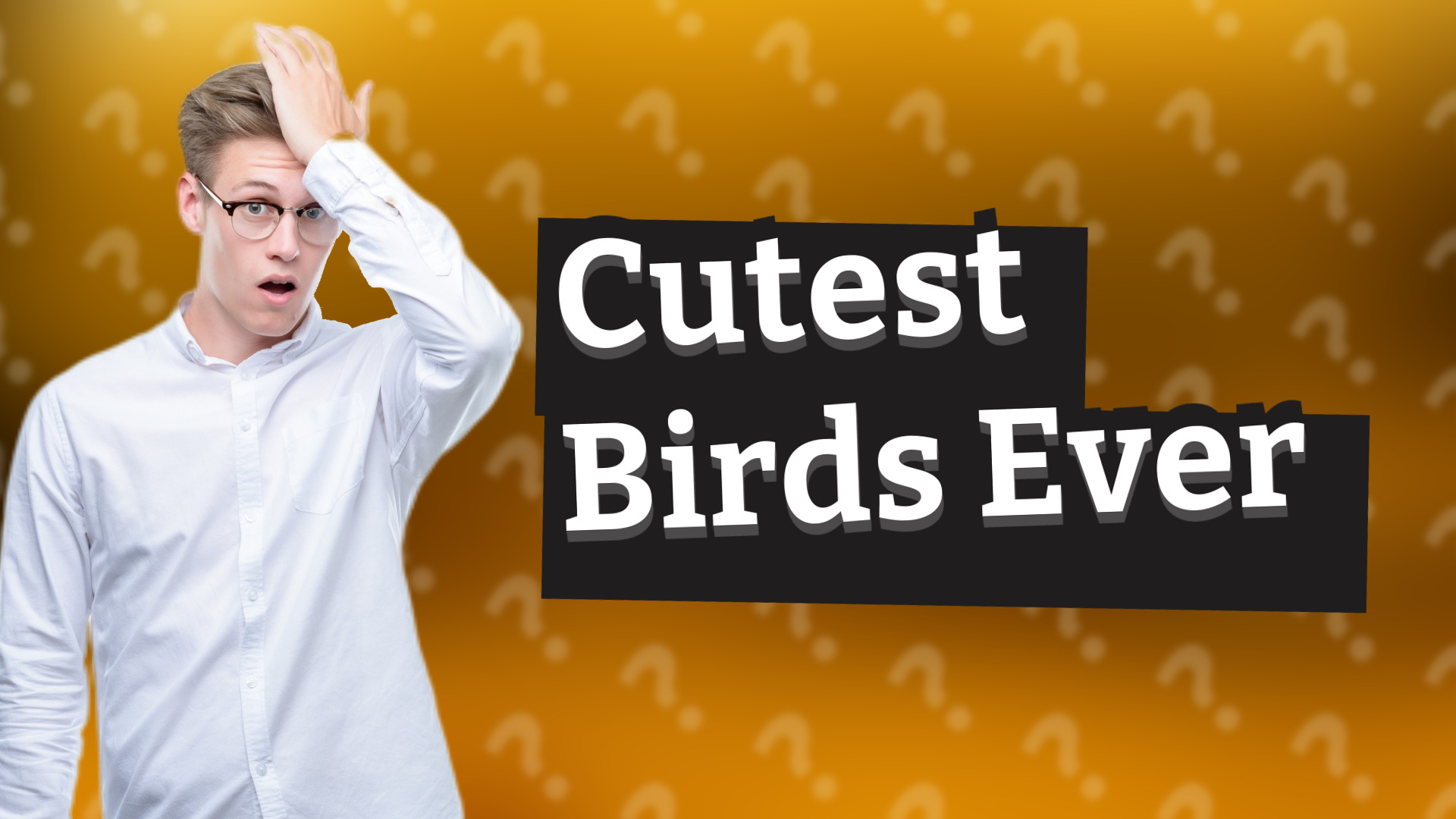 Cutest Birds Ever