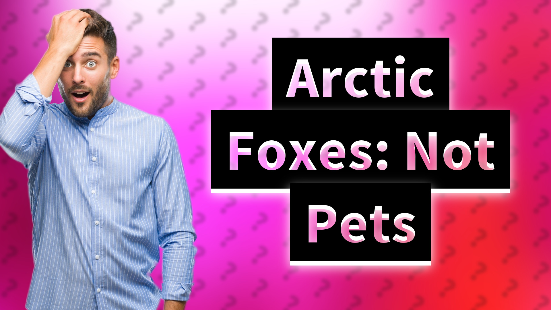 Arctic Foxes: Not Pets