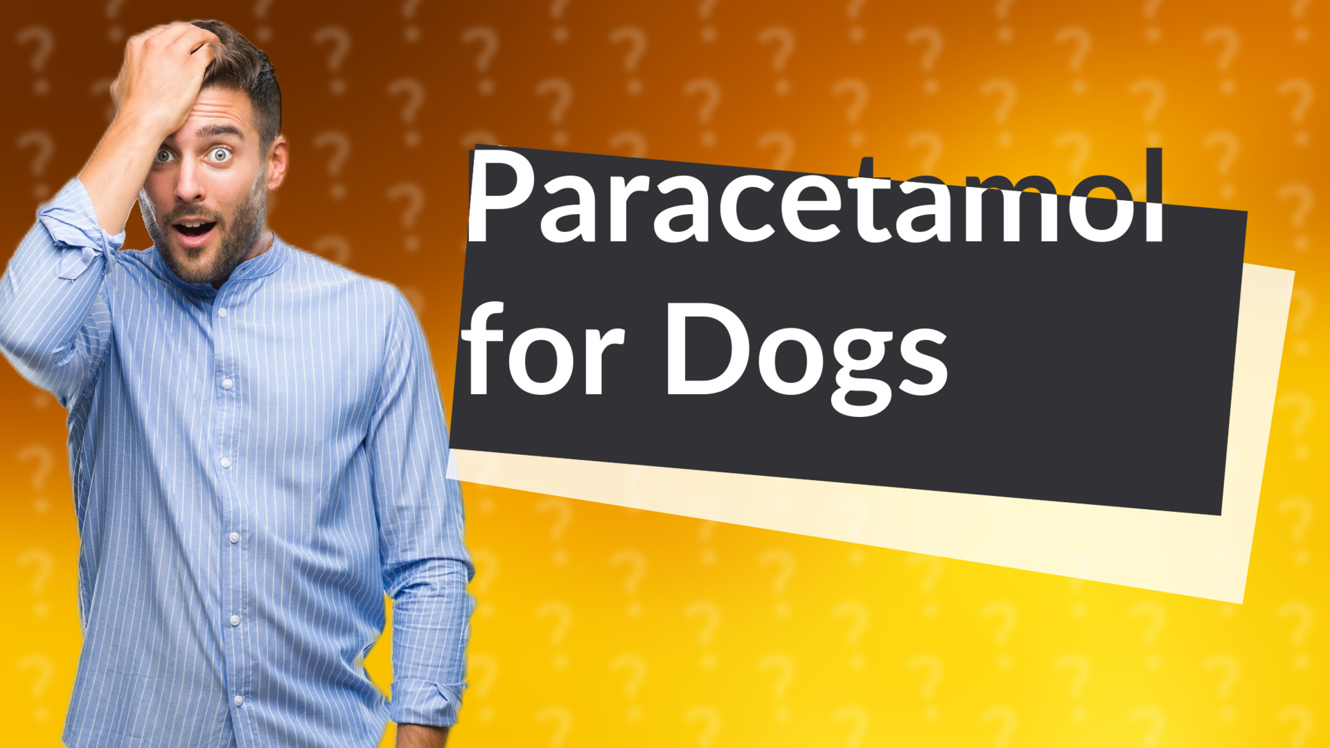 Paracetamol for Dogs