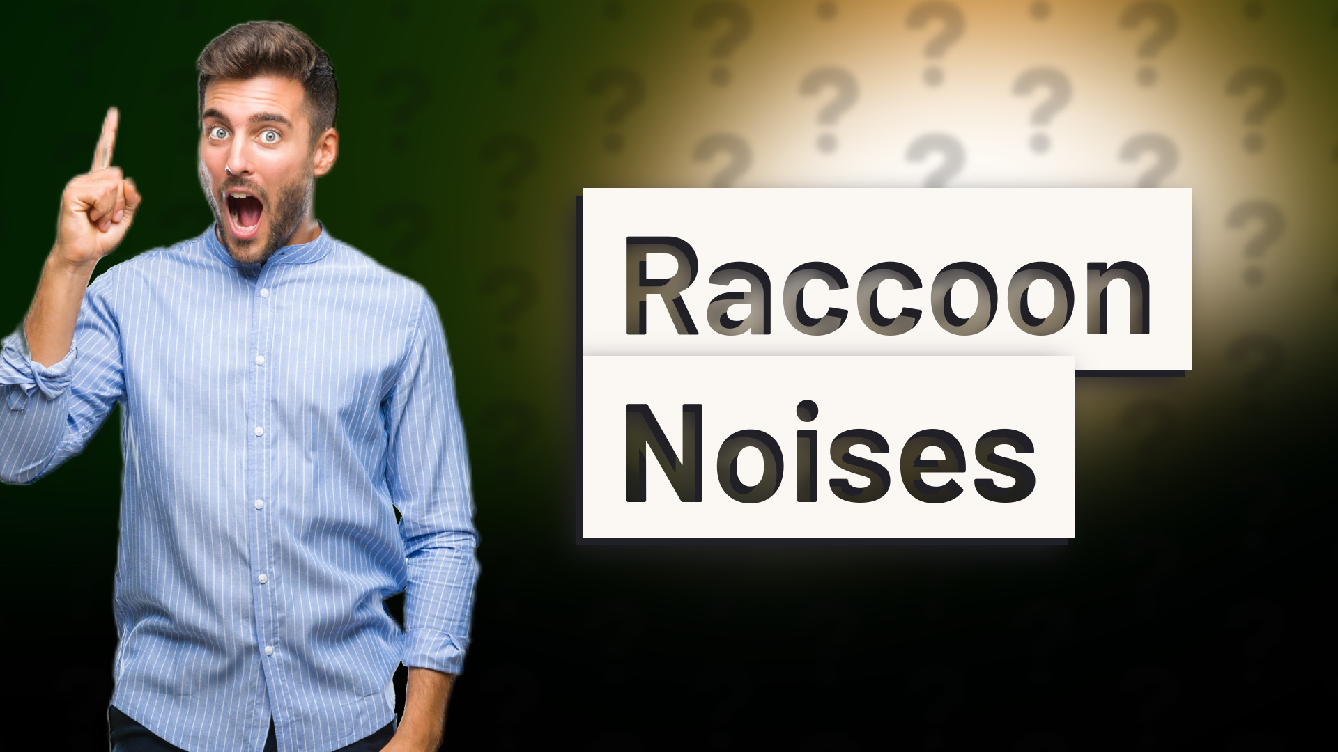 Raccoon Noises