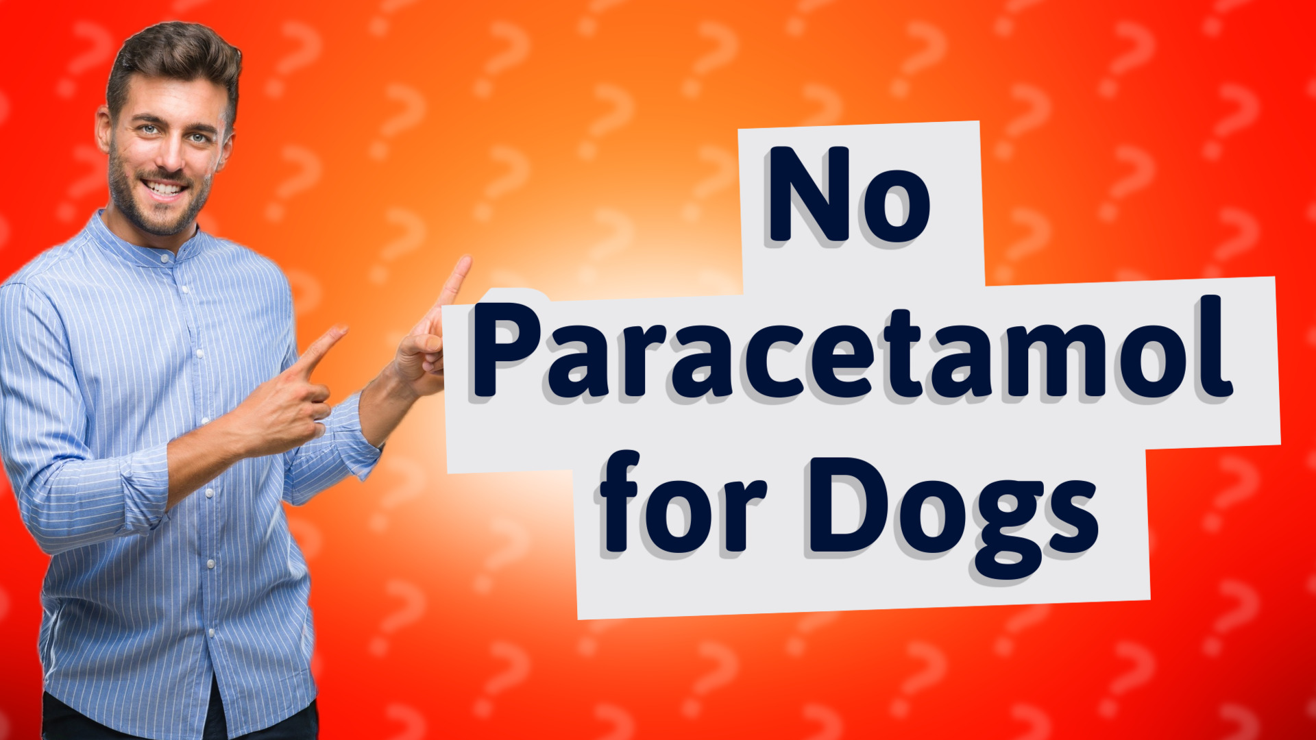 No Paracetamol for Dogs