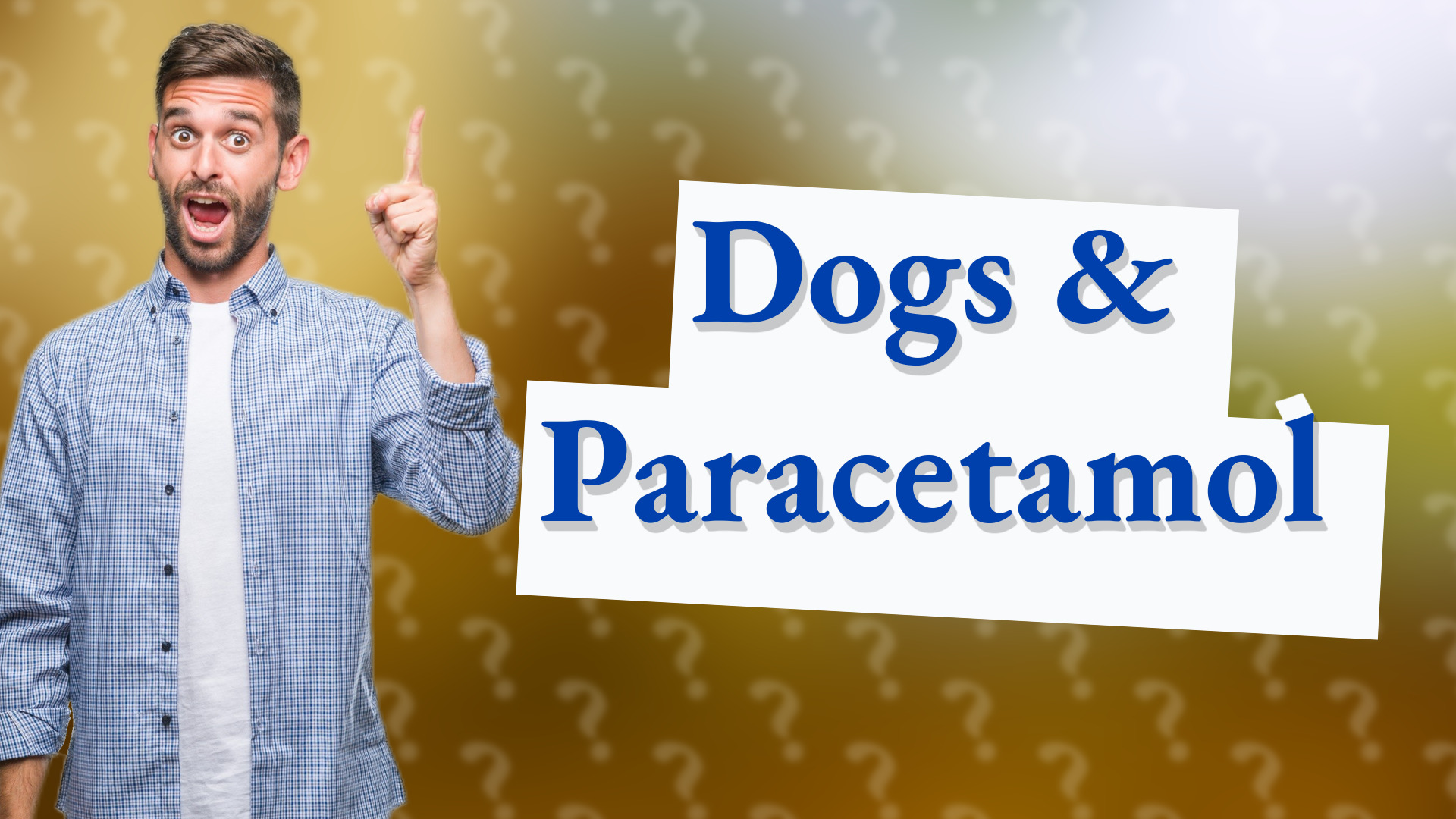 Dogs & Paracetamol