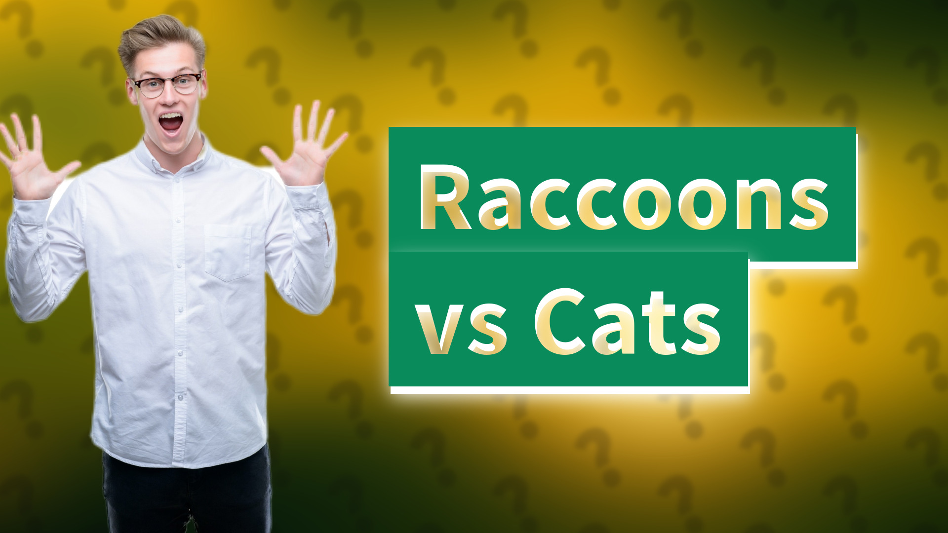 Raccoons vs Cats
