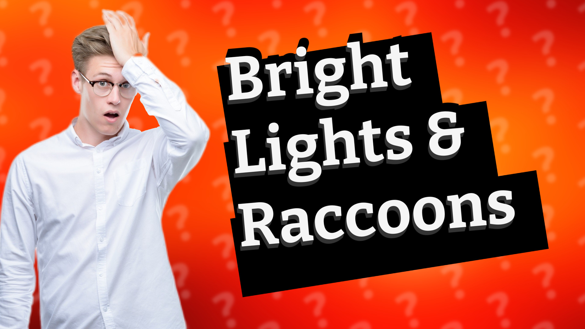 Bright Lights & Raccoons