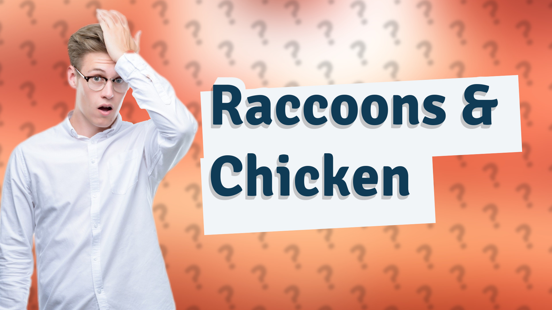 Raccoons & Chicken