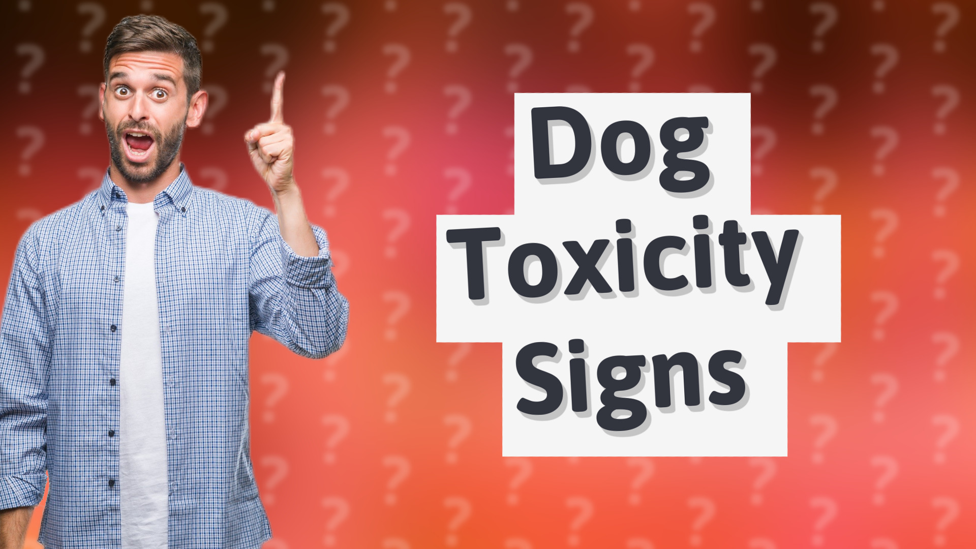 Dog Toxicity Signs