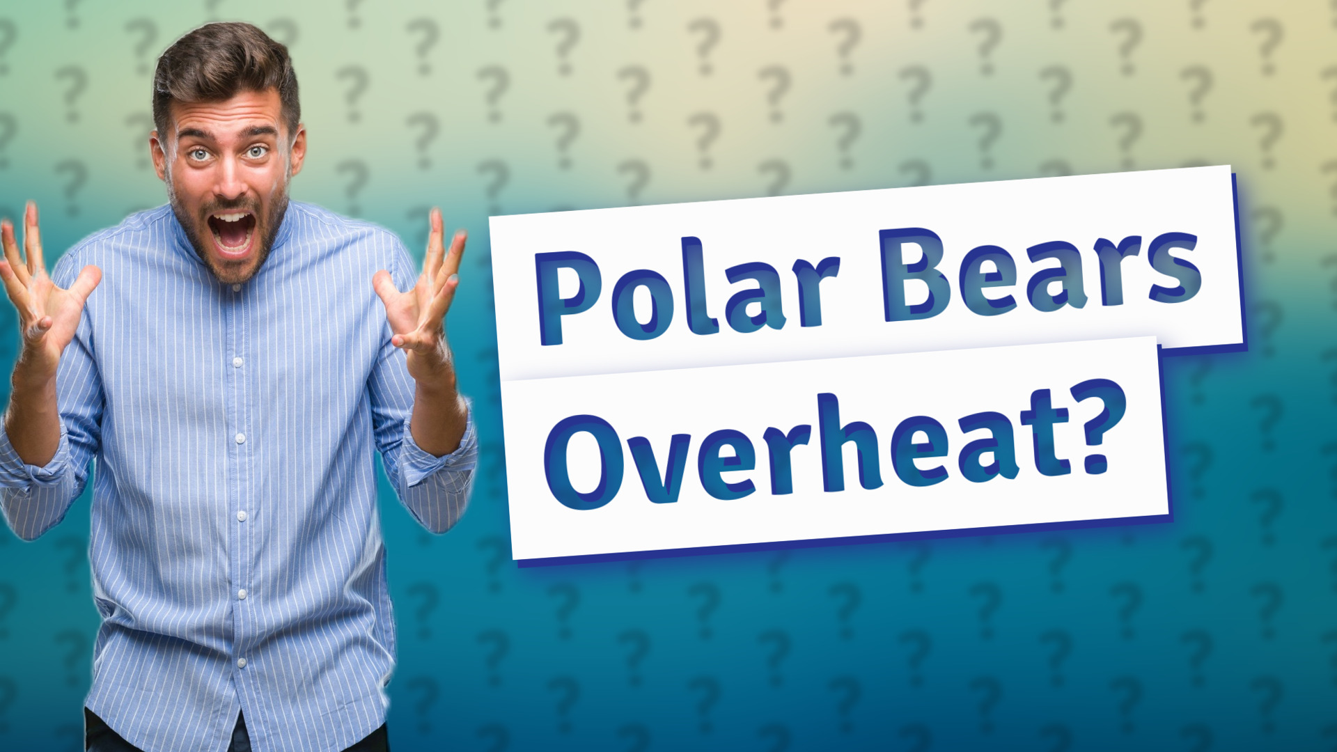 Polar Bears Overheat?