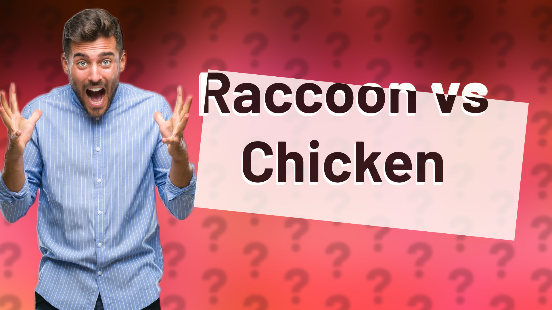 Raccoon vs Chicken