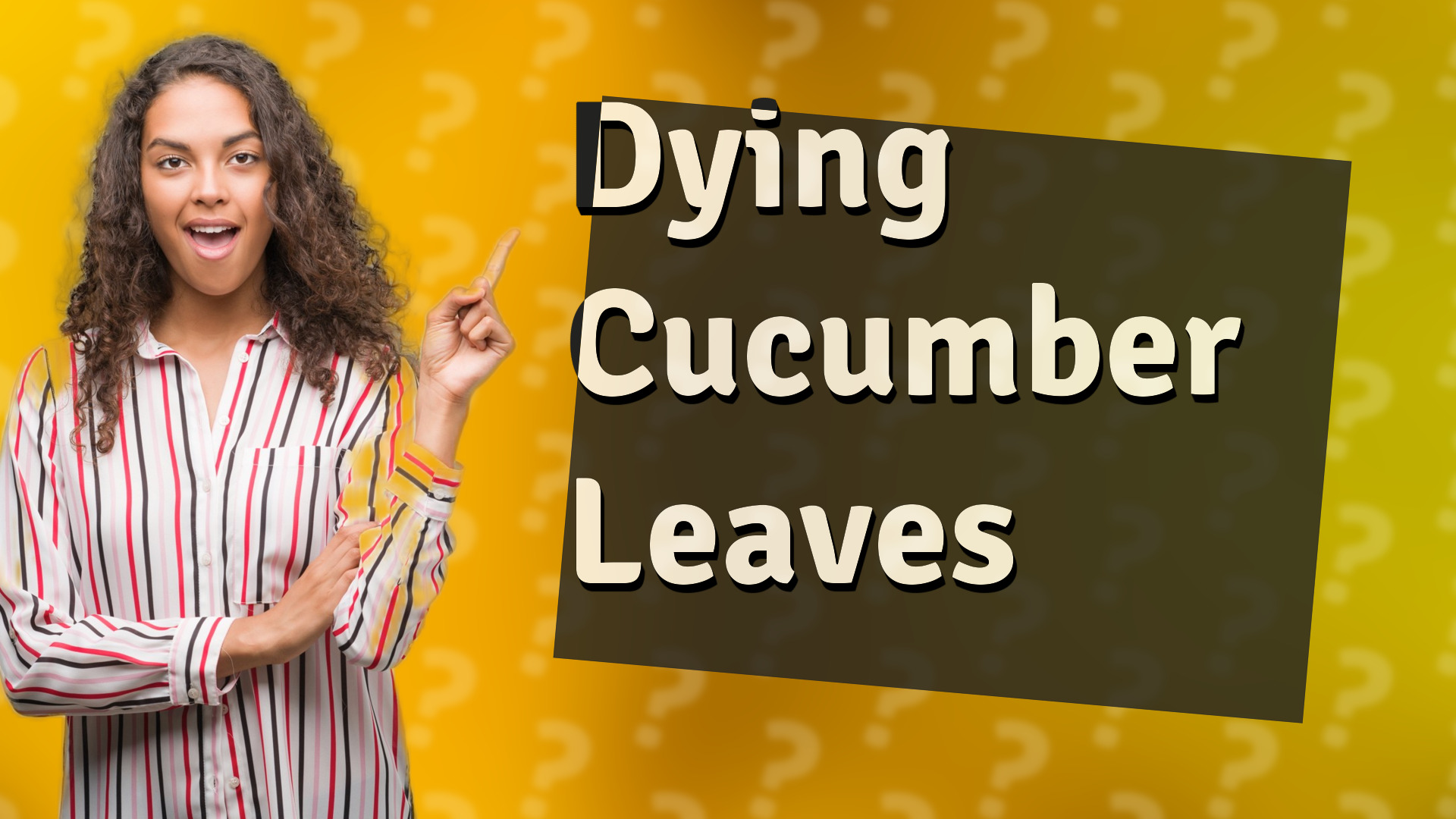 Dying Cucumber Leaves