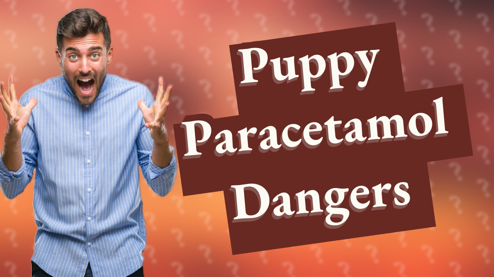 Puppy Paracetamol Dangers
