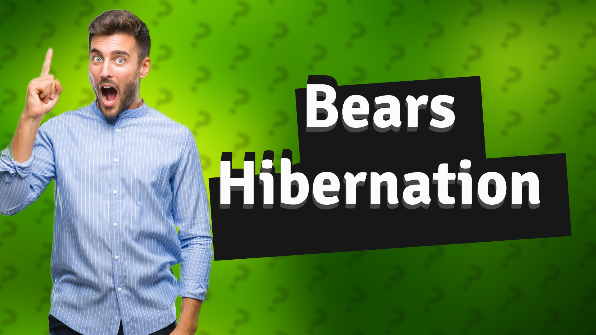 Bears Hibernation
