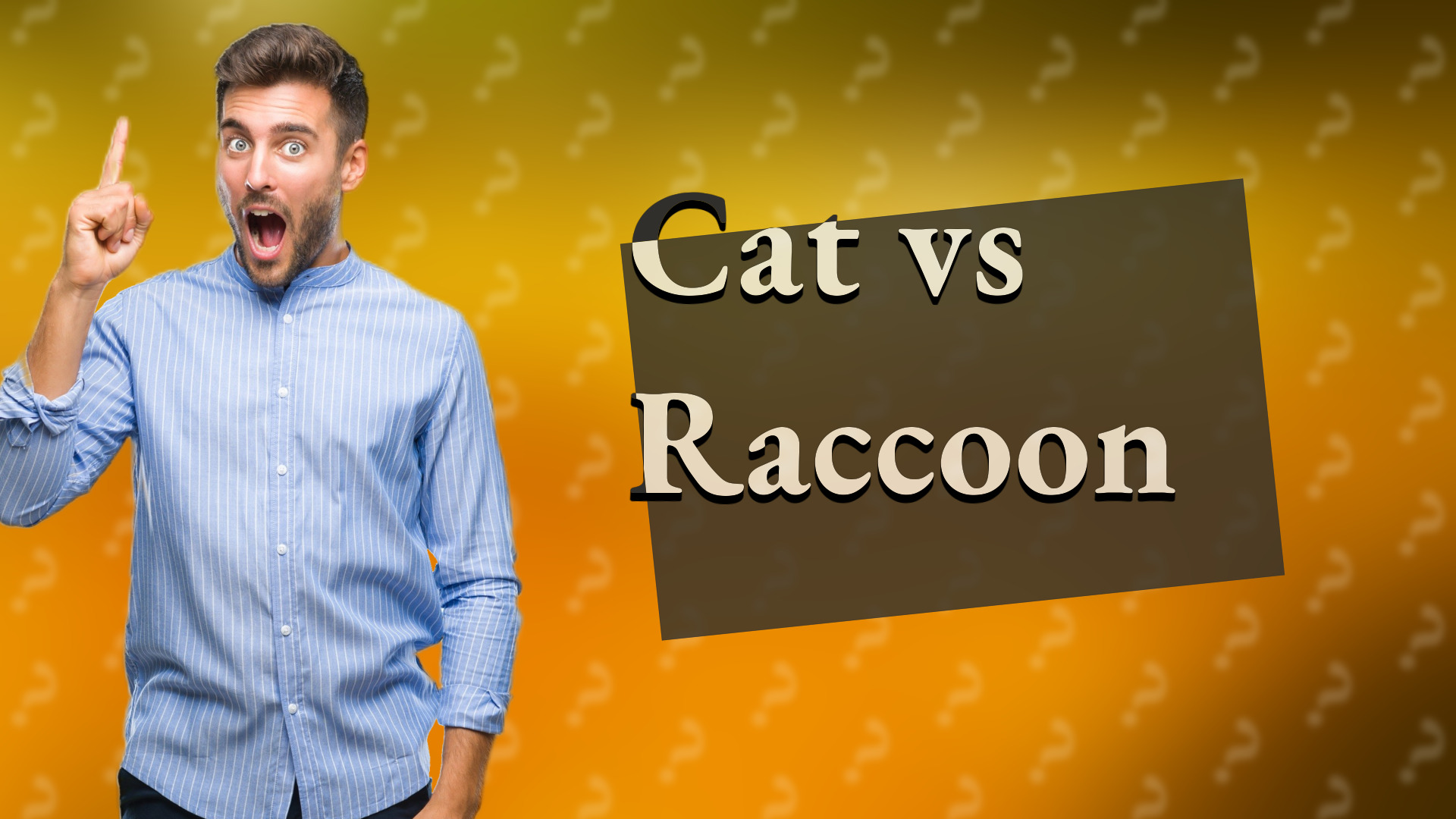 Cat vs Raccoon