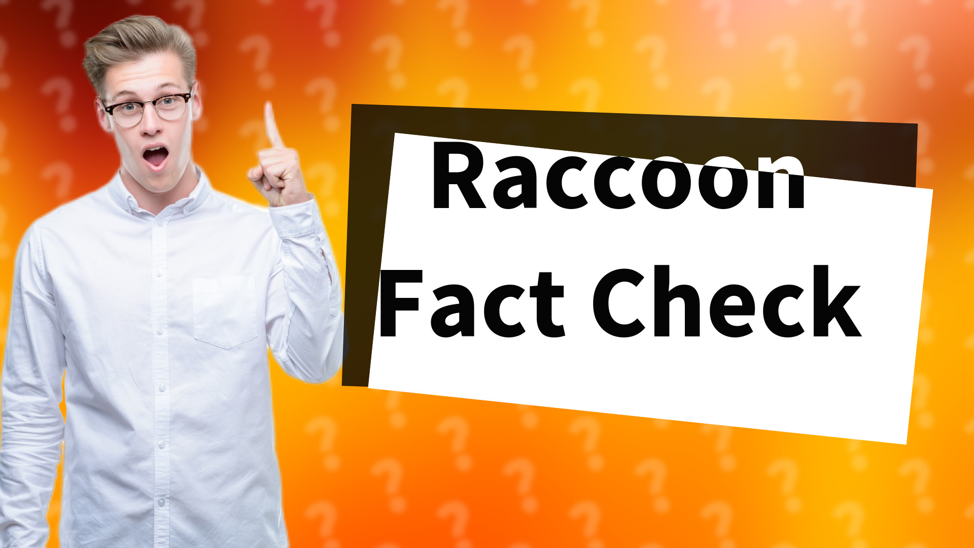 Raccoon Fact Check