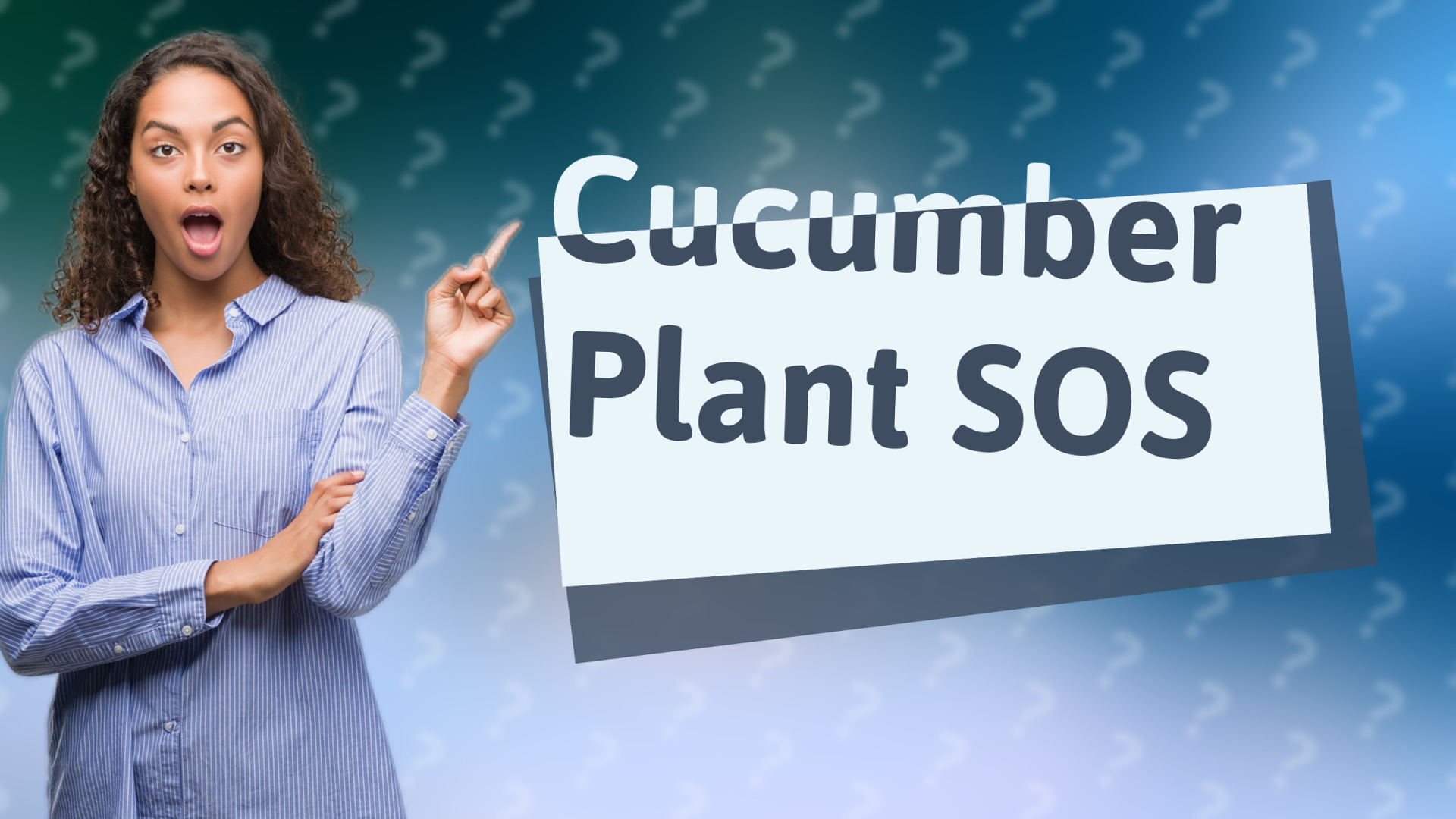 Cucumber Plant SOS