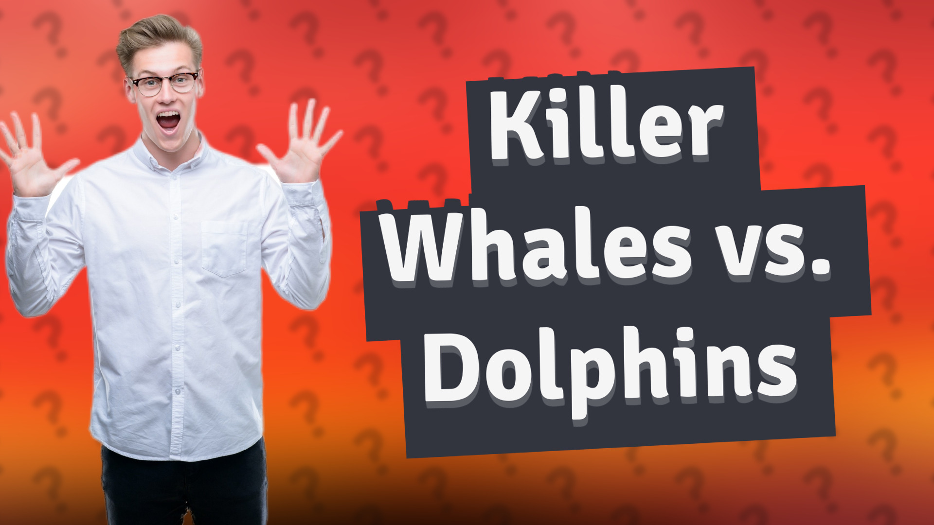 Killer Whales vs. Dolphins