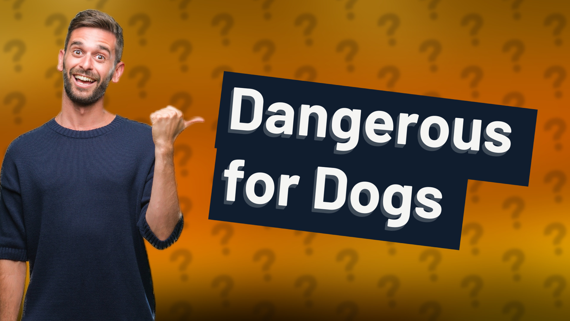 Dangerous for Dogs
