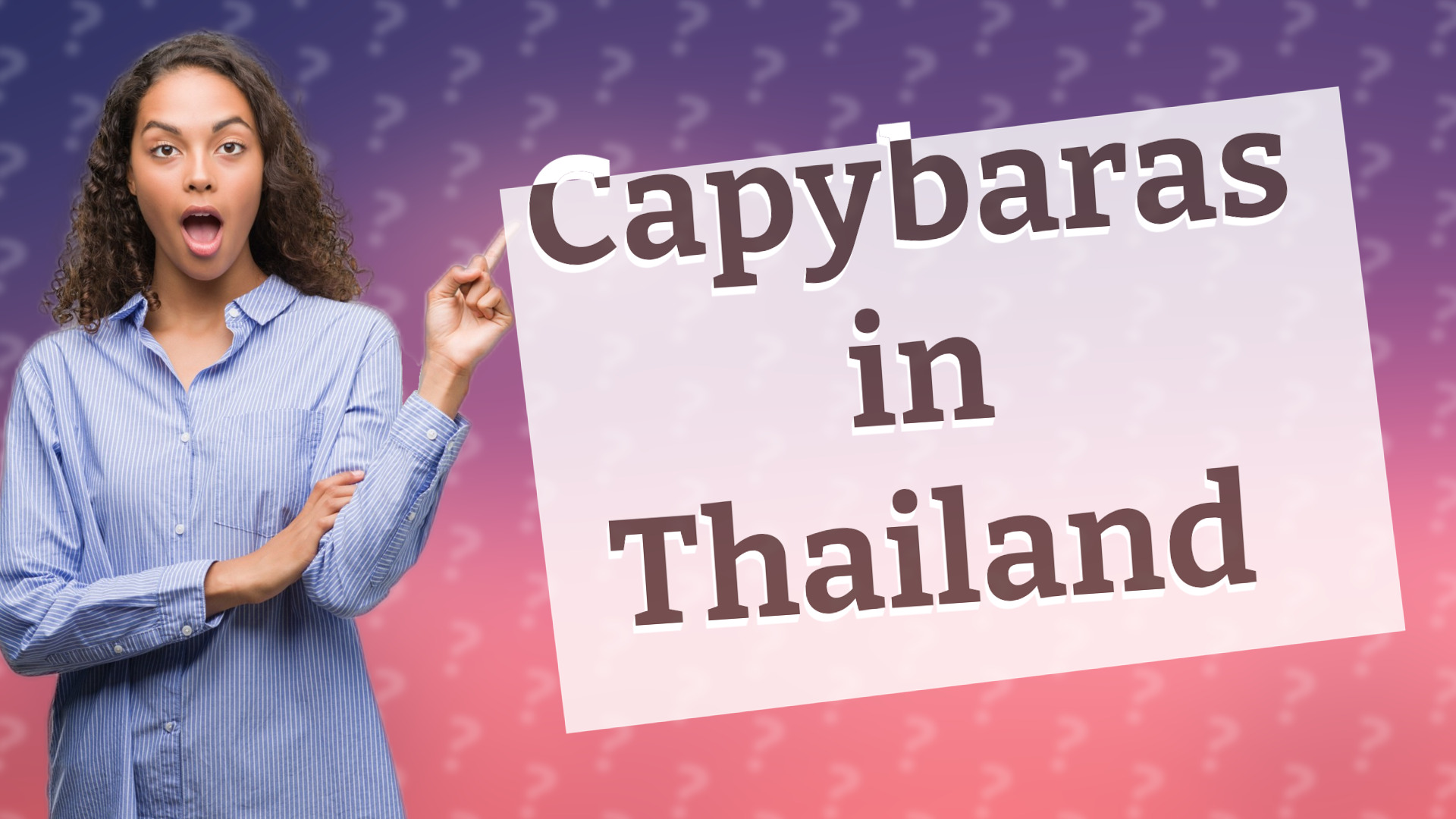 Capybaras in Thailand