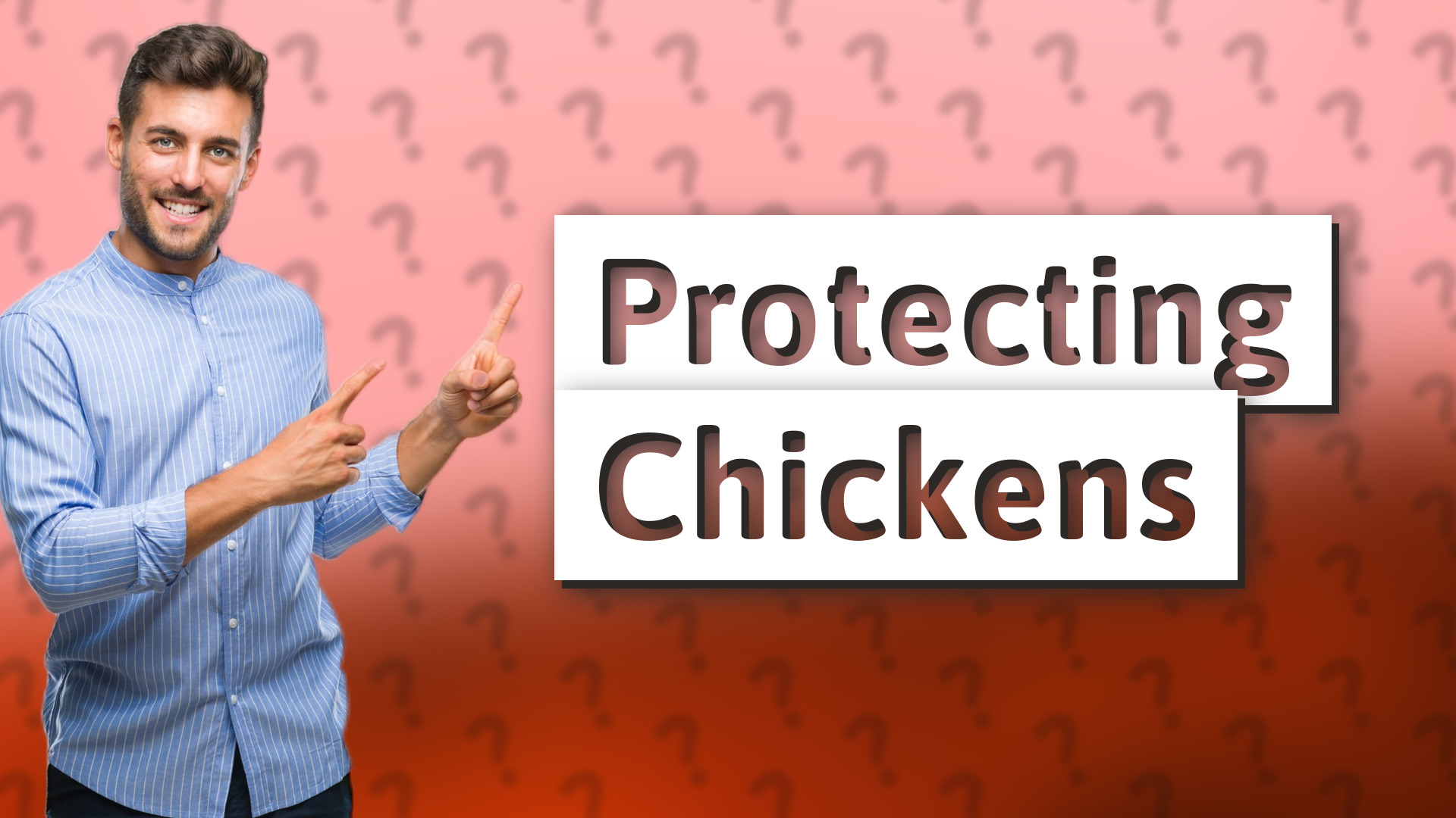 Protecting Chickens