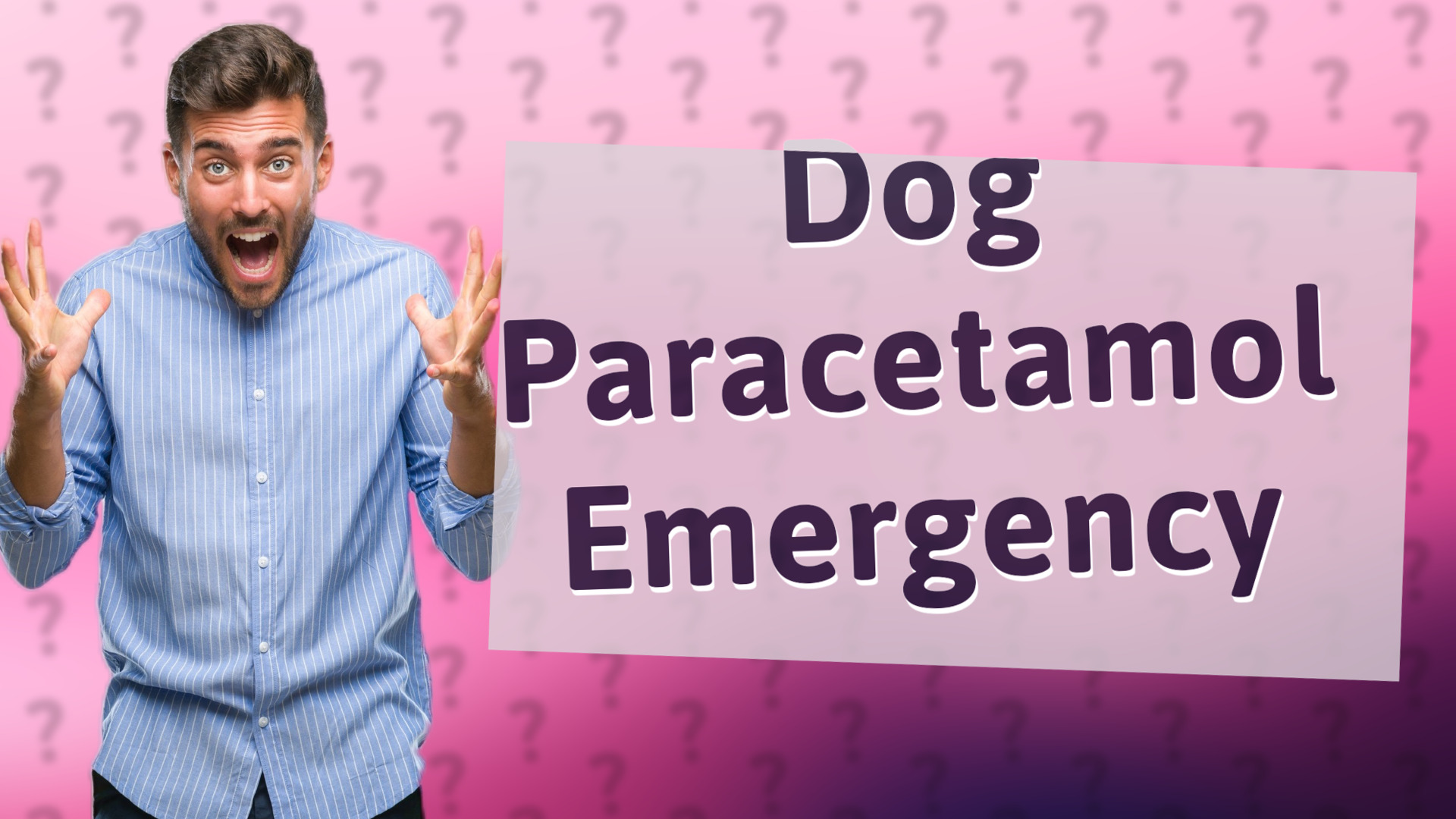 Dog Paracetamol Emergency