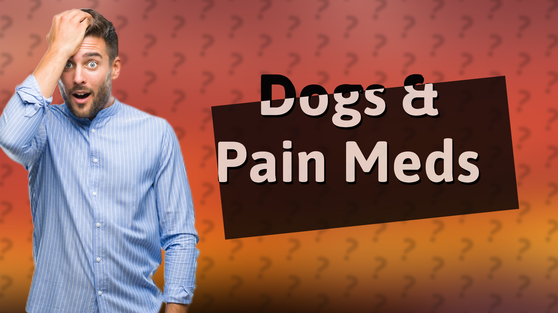 Dogs & Pain Meds