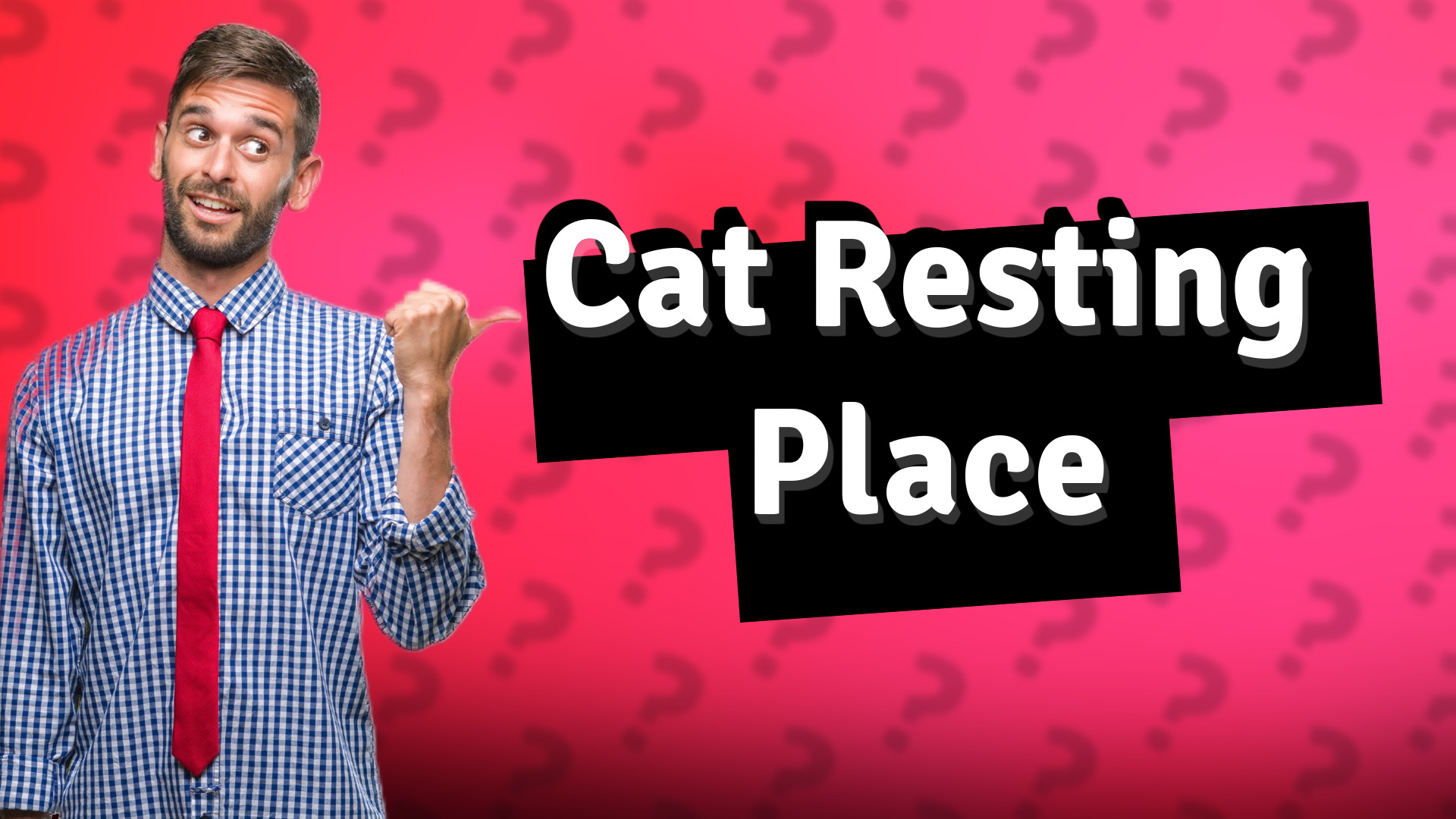 Cat Resting Place