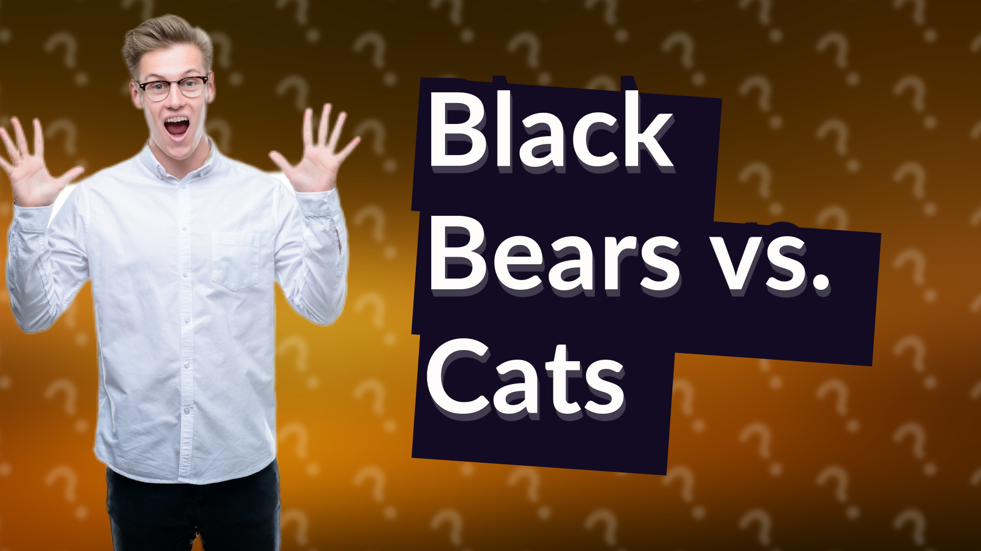 Black Bears vs. Cats