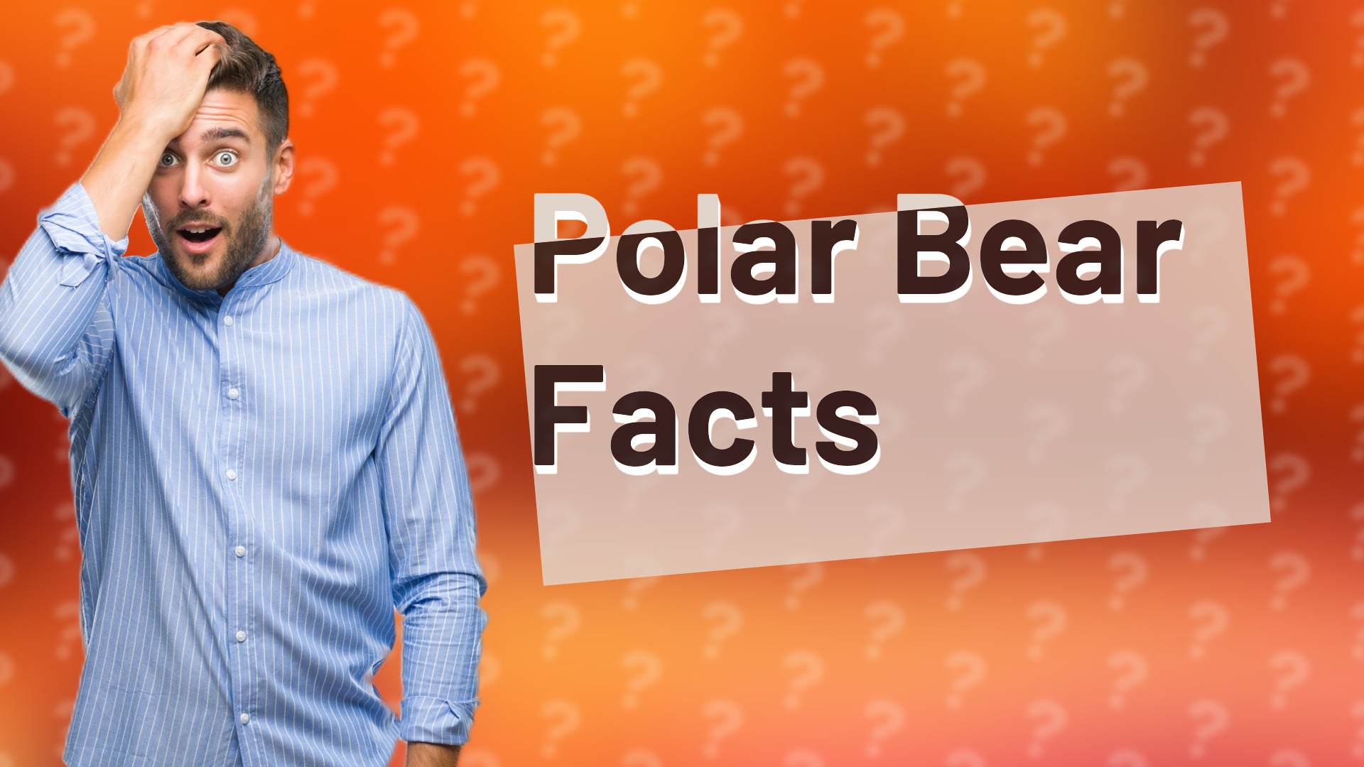 Polar Bear Facts