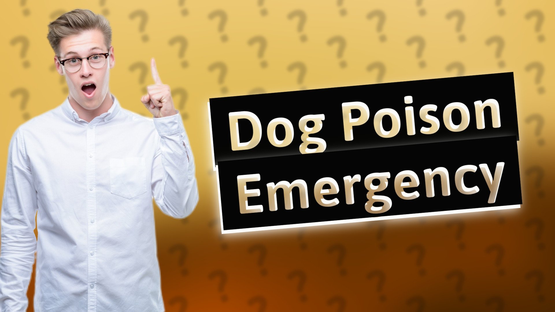 Dog Poison Emergency