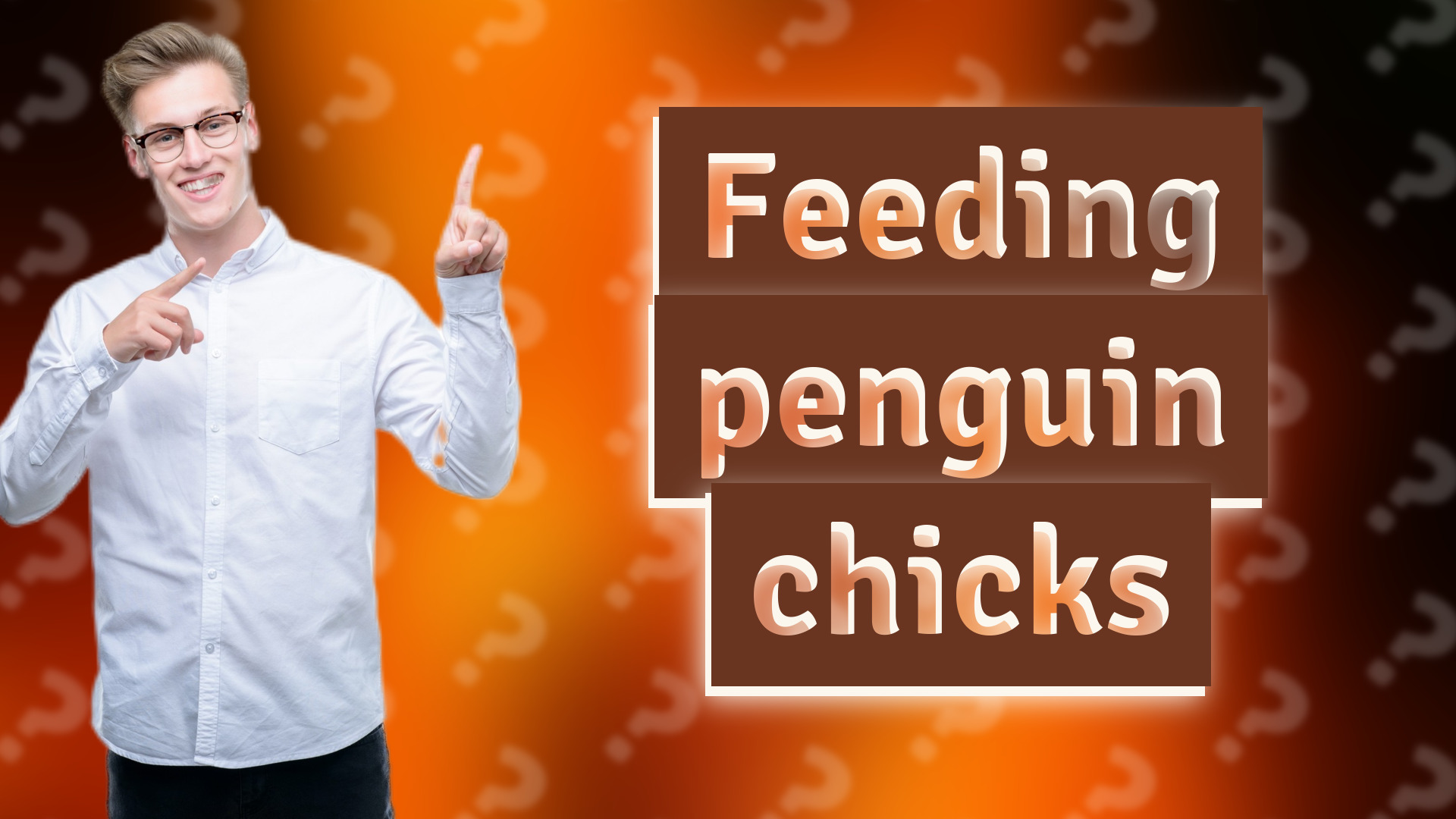 Feeding penguin chicks