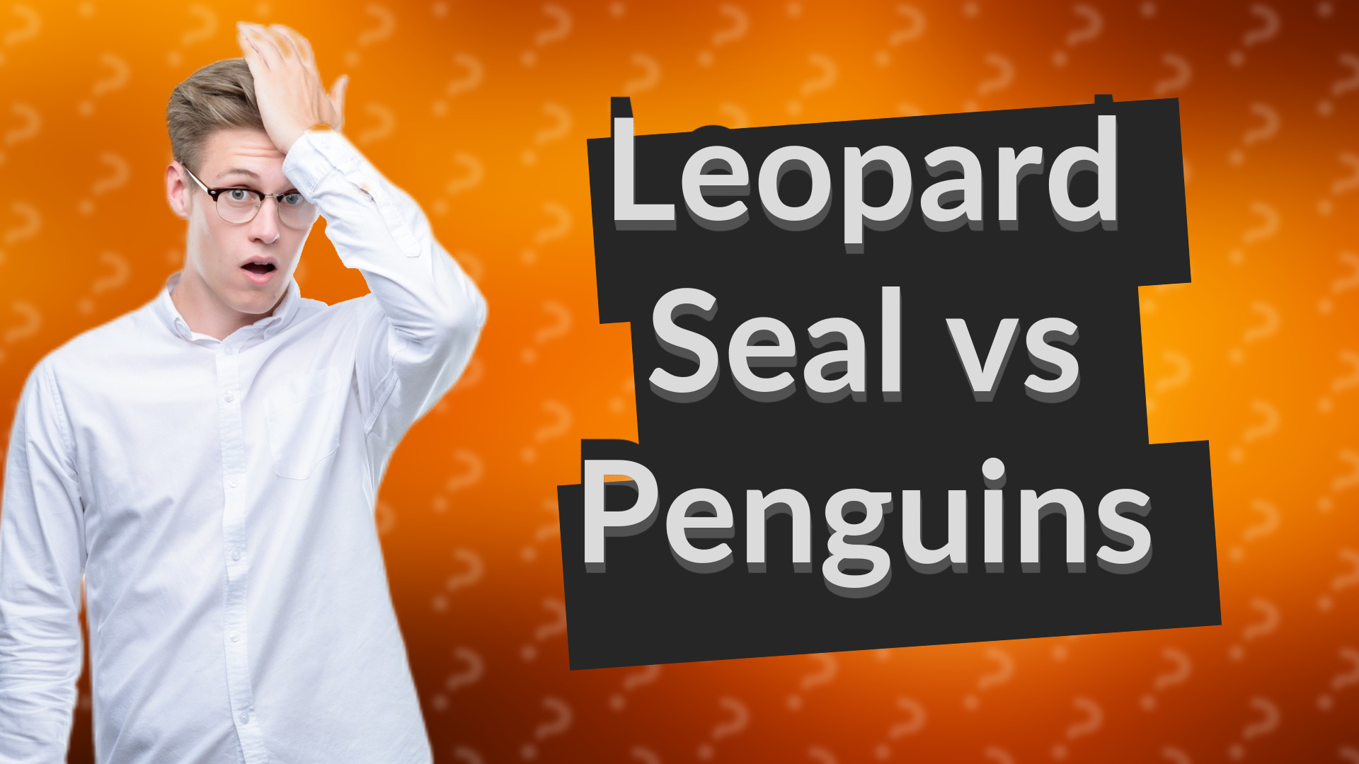 Leopard Seal vs Penguins