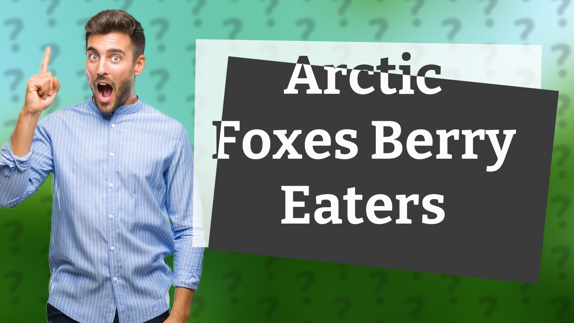 Arctic Foxes Berry Eaters