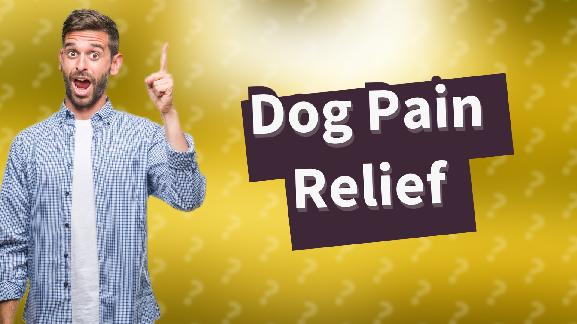 Dog Pain Relief