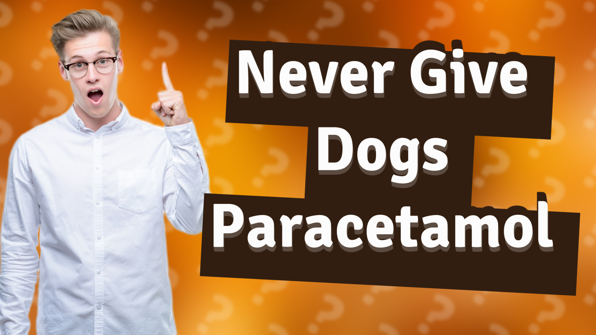 Never Give Dogs Paracetamol