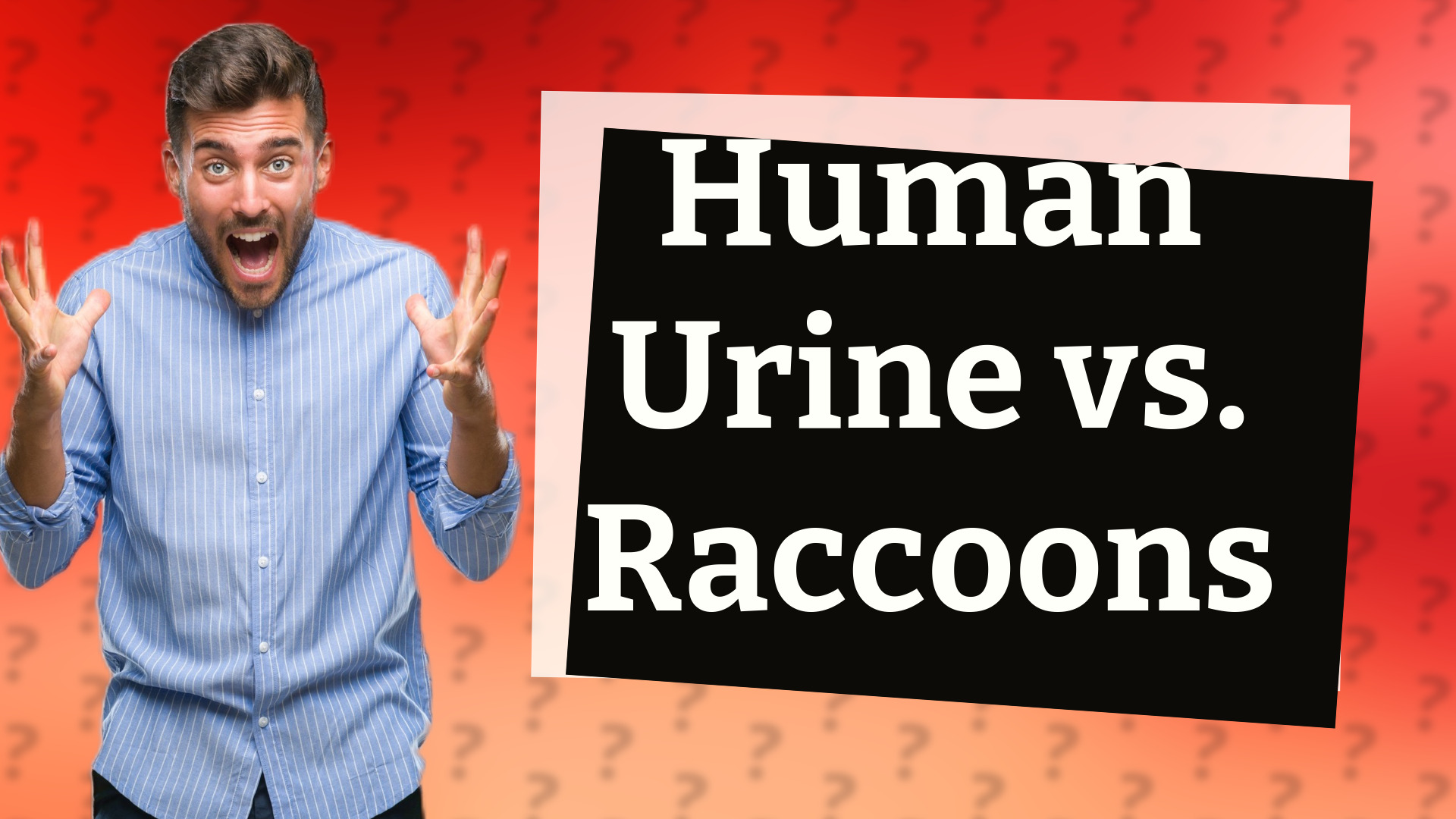 Human Urine vs. Raccoons