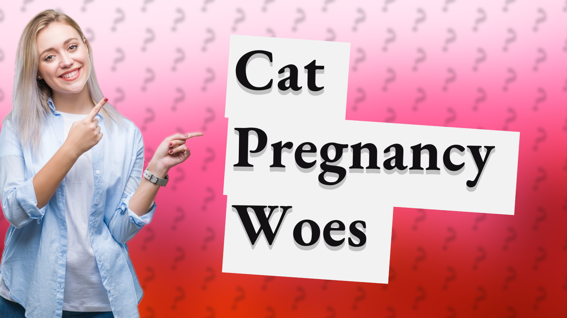 Cat Pregnancy Woes