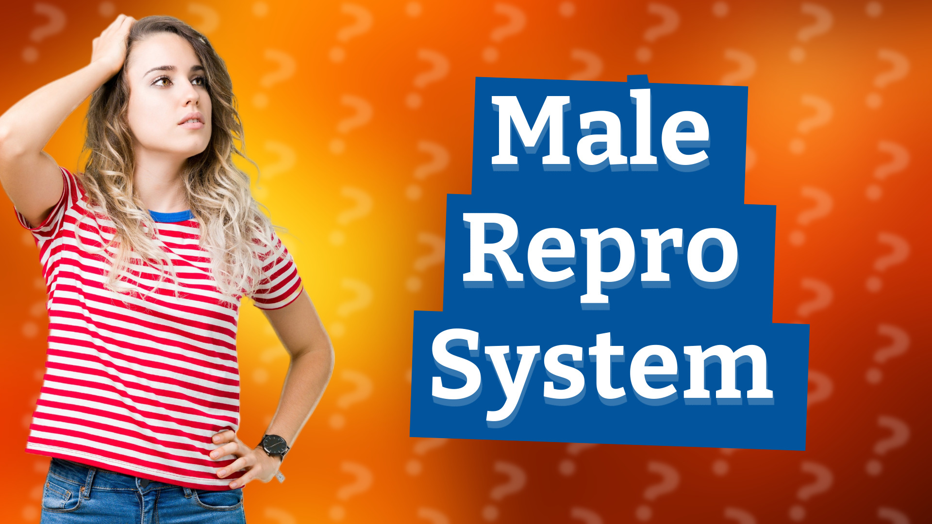 Male Repro System